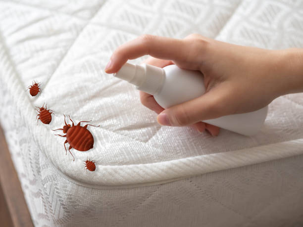 Best Pest Removal Services  in Plainview, TX