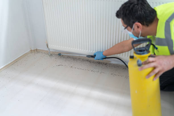 Best Flea Control Services  in Plainview, TX